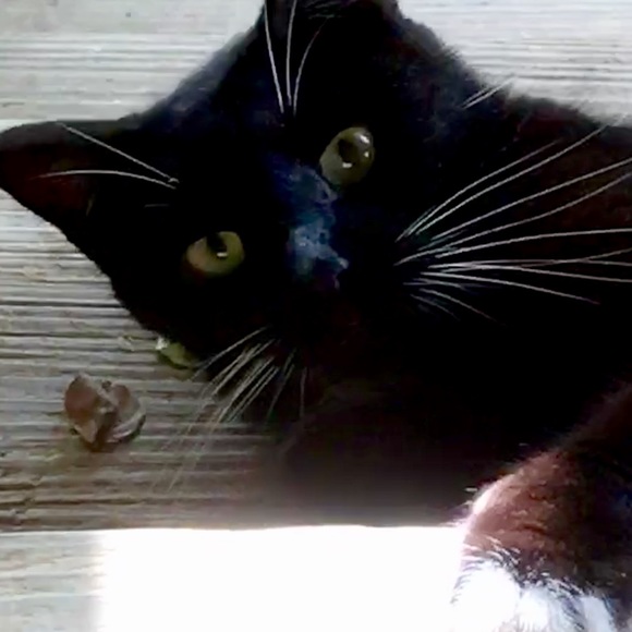 Meet your Posher, Linda - Picture 7 of 10